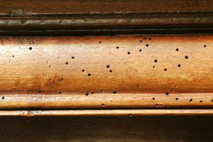 o-excesso-de-pragas-influenciou-no-nao-desenvolvimento-de-casas-feitas-com-madeira-no-brasil